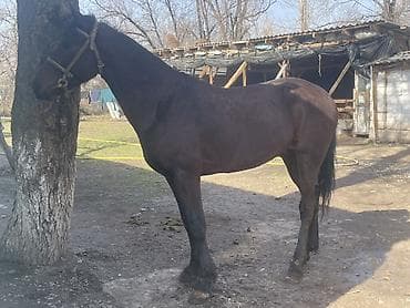 стелные каровы: Продаю | Жеребец | Полукровка | Конный спорт — 4