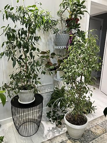 пести: Фикус Бенджамина в напольных кашпо - Два взрослых деревца в отдельных — 1