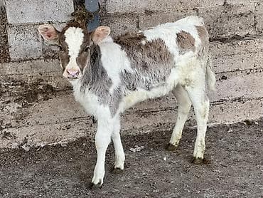 листовой подкормка: Продаю | Корова (самка) | Для молока | Искусственник — 1