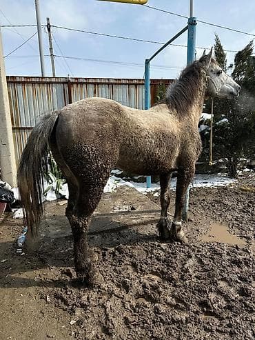 лошадь ат: Продаю | Конь (самец) | Рабочий | Племенные — 1