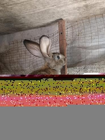 хара: Сатам | Коендун бөжөктөрү | Фландр | Көбөйтүү үчүн — 2