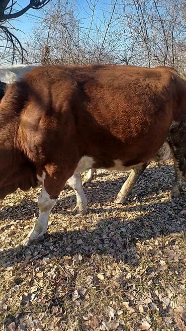 Айыл-чарба жаныбарлары: Сатам | Уй (ургаачы) | Герефорд | Көбөйтүү үчүн | Асыл тукумдуу — 3