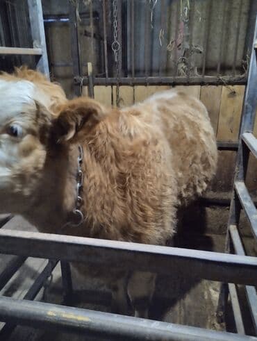 куплю домашнее животное: Продаю | Бык (самец) | Симментальская | На откорм | Искусственник — 2