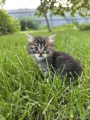 где можно купить енота: Котята, пушистые комочки счастья! Исключительно в добрые руки!!! — 6