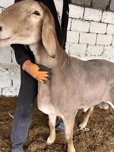 сова живая: Продаю | Баран (самец) | Для разведения | Племенные — 4