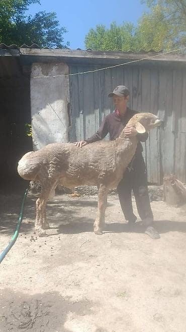Продаю | Баран (самец) | Для разведения | Племенные