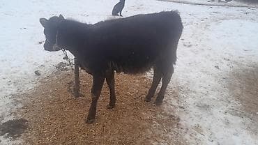 корова молочная купить: Продаю | Музоо, торпок | Ангус | Для разведения, Для молока | Искусственник — 3