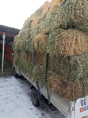 карова каракол: 2укос Клевер сено доставка есть зелёный 107шт тюки плотные — 3