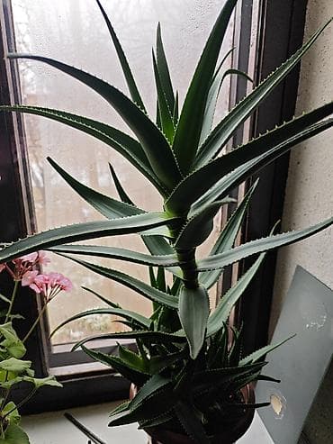 Алоэ (суккулент, комнатное растение) в горшке - Вид: алоэ с плотными