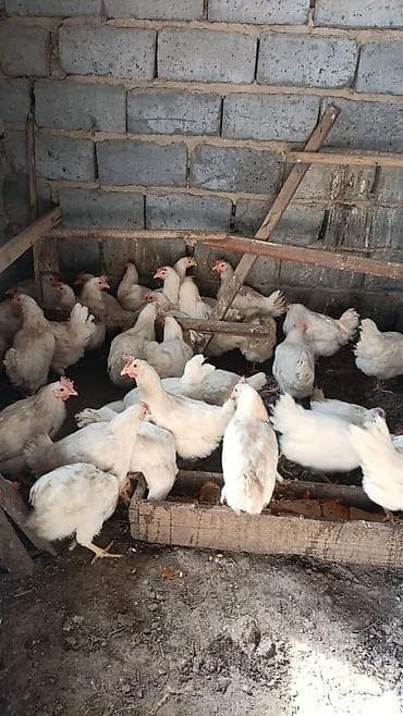 Уйлар, букалар: Сатам | Тооктор, Короздор | Брама, Дакан, Үй | Союуга, Жумуртка туудуруу үчүн — 1