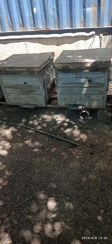 пчелы матки: Деревянный Ящик — 7
