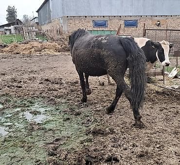 паран: Продаю | Кобыла (самка), Конь (самец), Жеребец | Полукровка, Першерон, Дончак | Рабочий | Племенные — 2