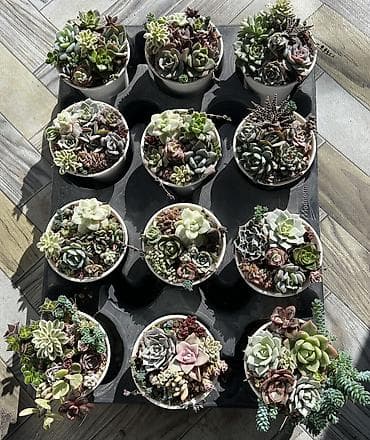 Текстиль: Продаю суккуленты: эхеверии, седумы, крассулы, эониумы алоэ — 8