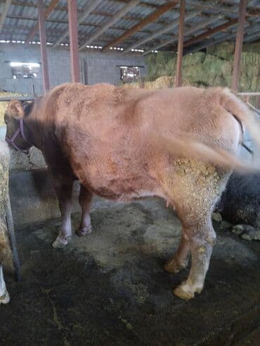 возьму собаку в добрые руки: Продаю | Бык (самец) | На откорм | Привязанные — 1