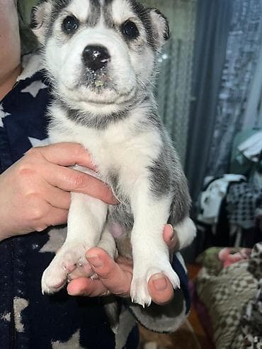 кошка порода: Хаски, 1 месяц, Самец — 1