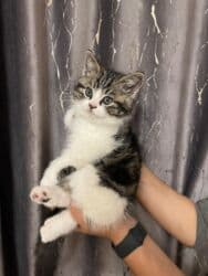 домик для кошек: Скотиш Страйт (Шотландская прямоухая), 2 месяца, Мальчик, Приучена к лотку, Проглистована, С документами — 6