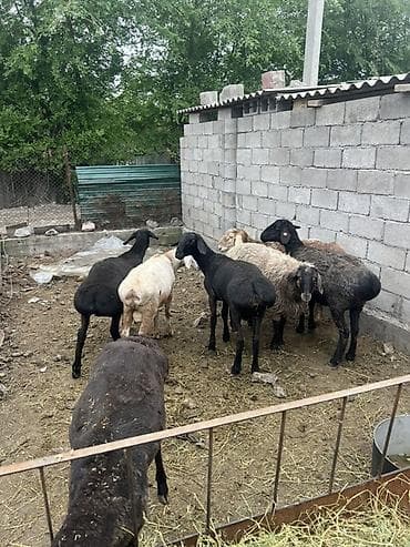 бирки для баранов: Продаю | Овца (самка) | Для разведения | Матка — 1