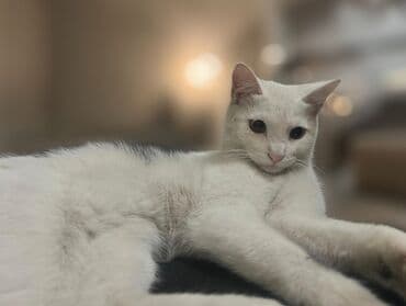 купить британского котенка: Кошка даром: Беспородная, 8 месяцев, Мальчик, Приучена к лотку — 3