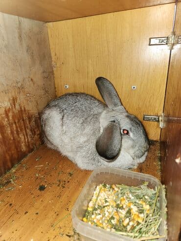 декоративные подушки на диван: КРОЛИХА 5 месяцев 3 кг окрас серый (шиншилловый) — 1