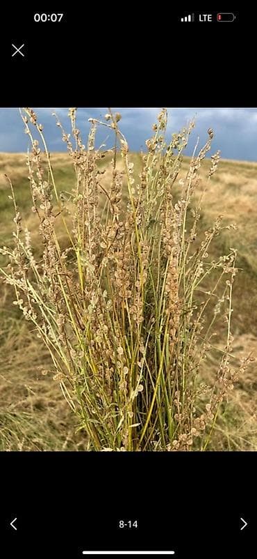 Продукты питания: Беде урук,1-сорт 99%онот кепилдик беребиз Жугору уруктурлору бар — 4