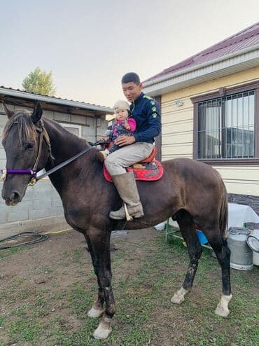 где продать собаку: Продаю | Конь (самец) | Рабочий — 2