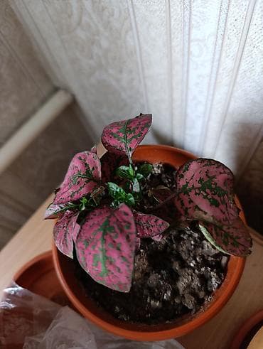 Гипоэстес (Hypoestes phyllostachya) «пятнистый» в горшке,есть белый
