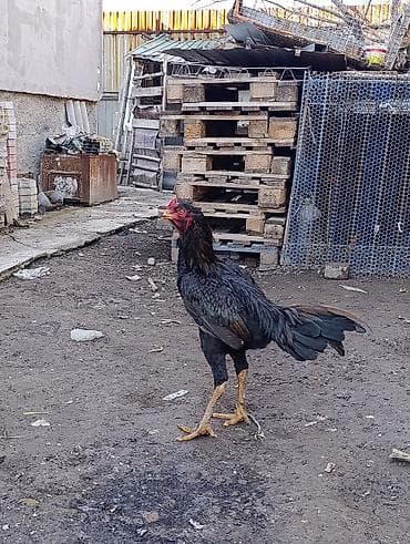 куры несушки: Петух породы дакан Особенности: - высокий рост, длинные сильные ноги — 4