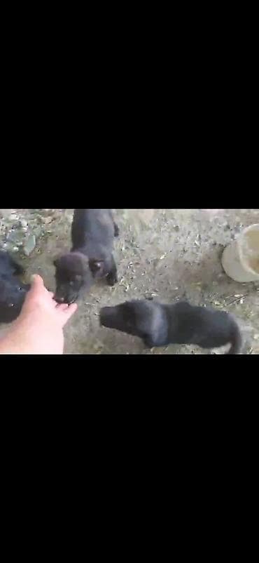 Продажа собак: Отдам в добрые руки Щенки дворняжки🐶 Ищем любящих хозяев для — 5
