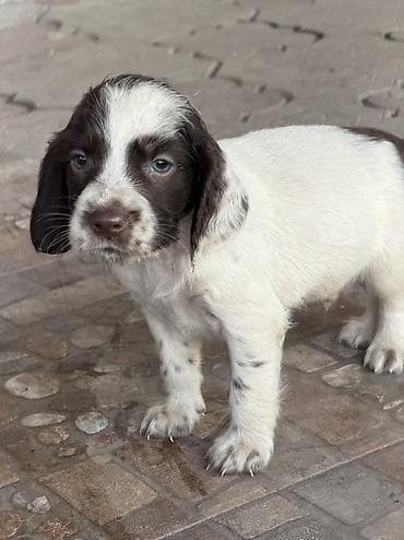 щенки спаниель: Русский охотничий спаниель! Продаются щенки чистокровного русского — 1