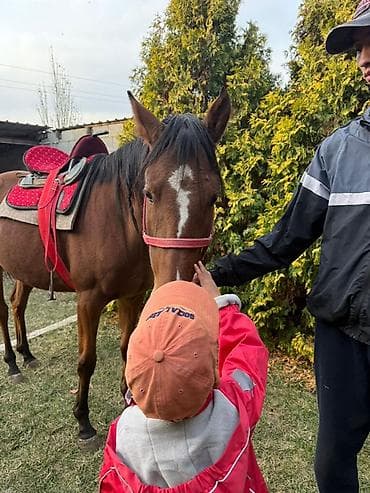 копчёная рыба: Продаю | Кобыла (самка) — 3