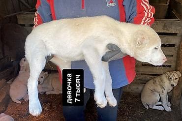 трекер для животных: Щенки алабая, 3,5 месяца.Привитые. Окрас преимущественно светлый — 1