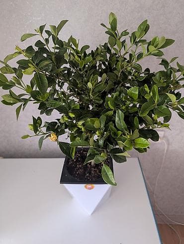 гортензия метельчатая: Гардения жасминовидная (Gardenia jasminoides) в декоративном горшке — 2