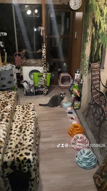 где купить домик для кошки: Для котиков и кошечек круглосуточная кото-гостиница г.Бишкек — 7