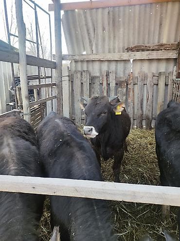 малёк сазан: Сатам | Кунаажын | Бордоп семиртүү үчүн — 2