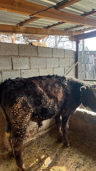 Ветеринар кызматы: Сатам | Бука (эркек) | Швиц | Көбөйтүү үчүн — 4