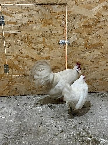 Аквариумдар: Сатам | Тооктор | Көбөйтүү үчүн — 6