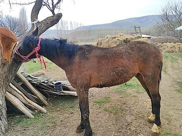 кунажын алам: Сатам | Байтал | Жумушка — 4