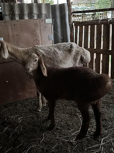 где можно купить перепелов: Продаю | Овца (самка) | Для разведения | Матка — 3