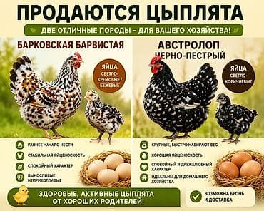 кольца для голубей: Продаю | Цыплята | Для разведения — 1