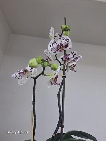 сколько стоят орхидеи в горшках: Орхидея фаленопсис с контрастным окрашиванием лепестков: белая основа — 4