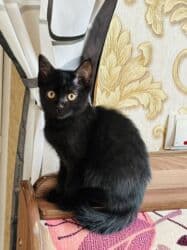 мейн кун бишкек питомник lyubushka купить котенка цена фото: Скотиш Страйт (Шотландская прямоухая), 3 месяца, Девочка, Черный, Приучена к лотку, Проглистована — 1