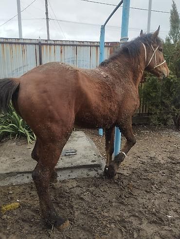 ит аттары: Сатам | Жылкы (эркек) | Жумушка | Асыл тукумдуу — 4