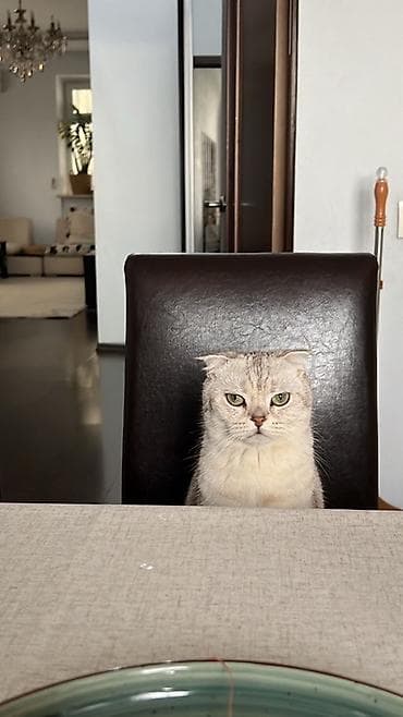 Скотиш Фолд (Шотландская вислоухая), 2 года, Девочка, Серебристая шиншилла, Кастрирована, Приучена к лотку, Проглистована