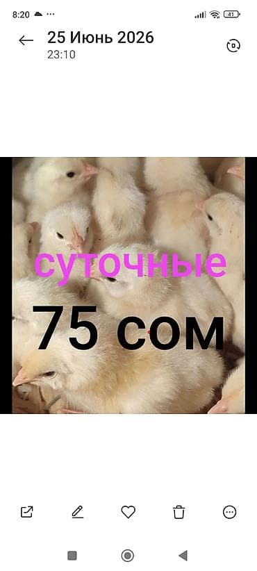 Продаю | Цыплята | Леггорн | Для разведения, Несушки