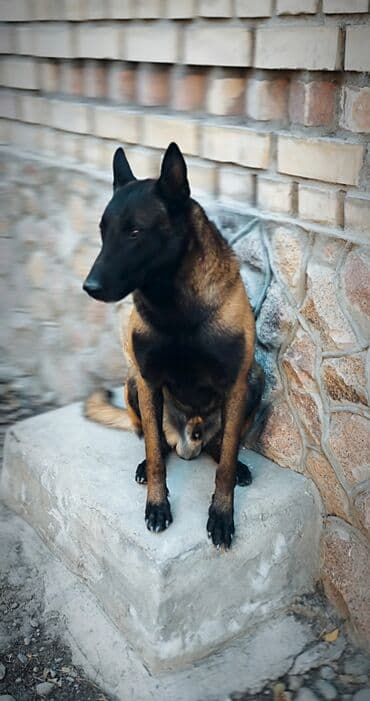 отдам собаку в хорошие руки: Вязка: Бельгийская овчарка, Самец, 3 года, С прививкой, С родословной — 2