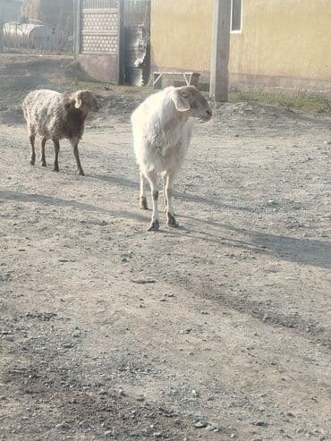 дом для кролика: Продаю | Овца (самка) | Для разведения | Матка — 6