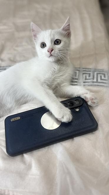ангорская кошка: Кошка даром: Ангорская, 3 месяца, Девочка — 1