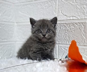 американская жесткошёрстная кошка: Продаётся шотландская девочкаскоттиш-страйт,окрас голубой,возраст — 9