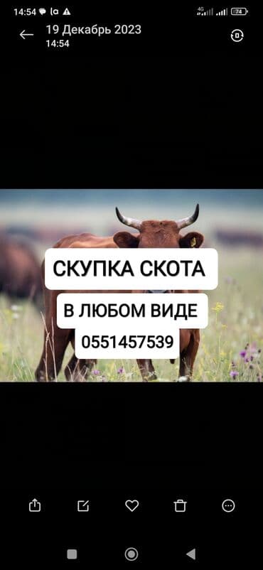 Грызуны: Куплю | Коровы, быки, Лошади, кони | Круглосуточно, Любое состояние, Забитый — 1