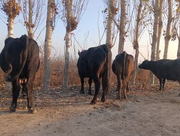 сколько стоит корова дойная: Продаю | Корова (самка) | Для молока — 5